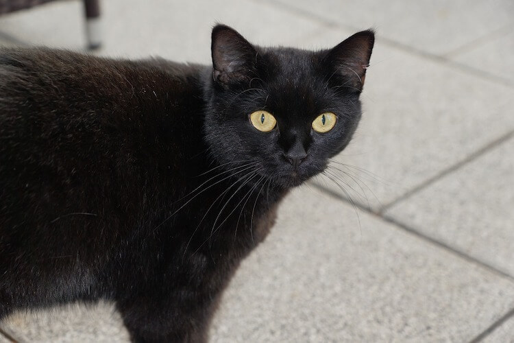 Weit verbreitet: der Aberglaube vor schwarzen Katzen