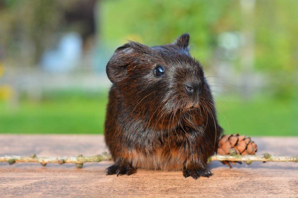 Meerschweinchen